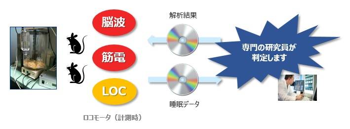 睡眠脳波解析サ−ビス 動物用途